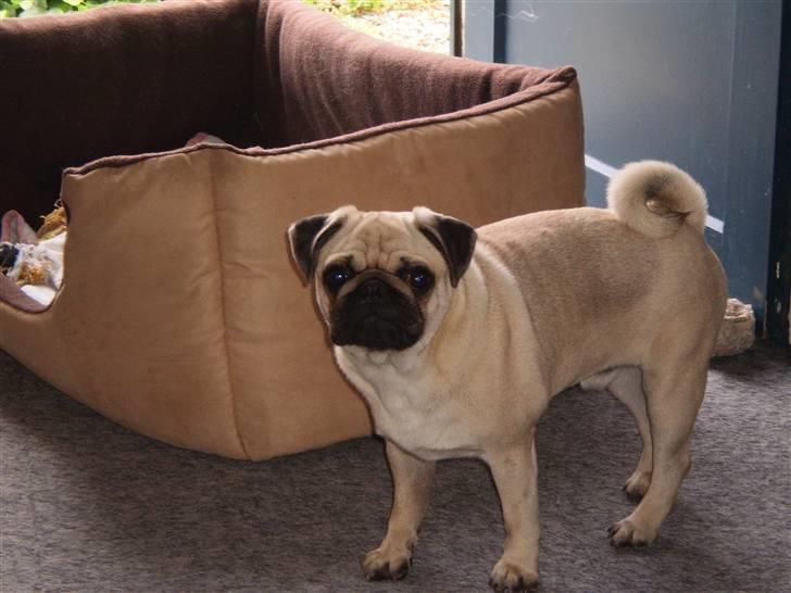 Mops Møffe billede 7