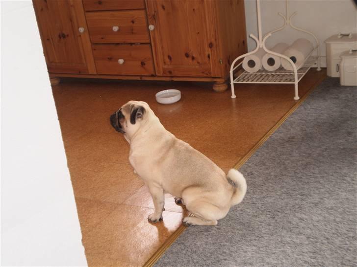 Mops Møffe billede 8