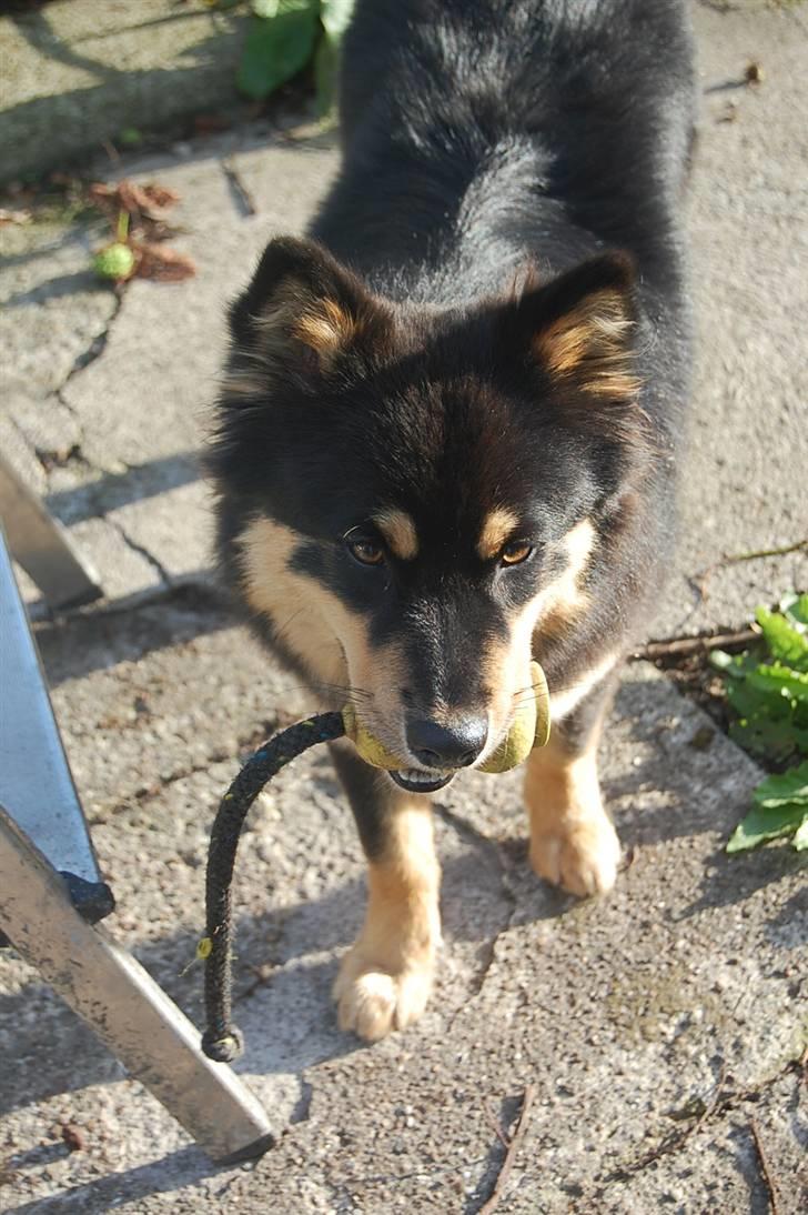 Finsk lapphund DKCH Fjällfarmens Oliwia - Ollie med "tingen" :) Det bedste motiverings-redskab der findes - i Ollie's øjne! ;) billede 38