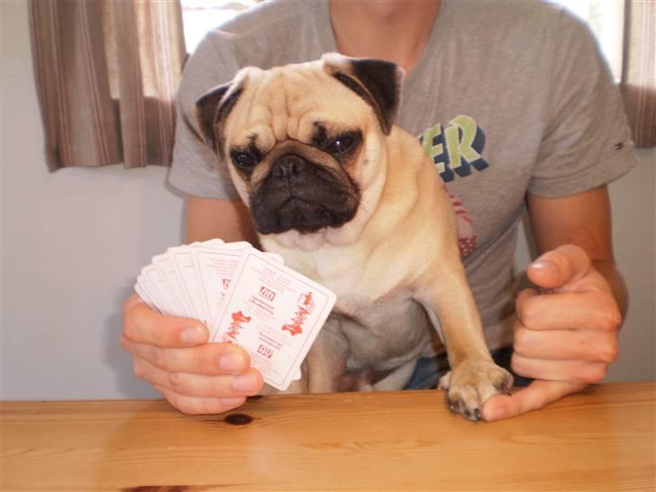 Mops Møffe billede 9