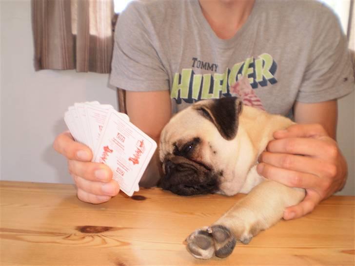 Mops Møffe billede 10