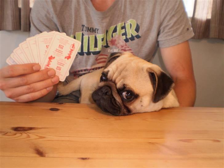 Mops Møffe billede 11