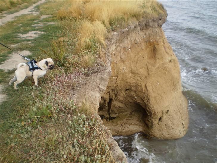 Mops Møffe billede 12