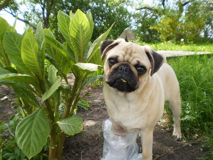 Mops Møffe billede 13