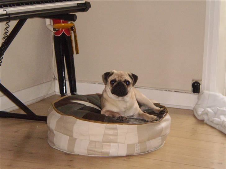 Mops Møffe billede 14