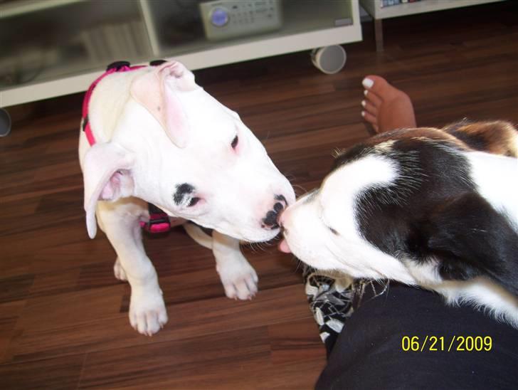 Amerikansk staffordshire terrier Micha billede 13