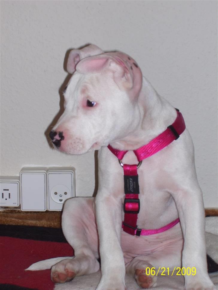 Amerikansk staffordshire terrier Micha billede 14