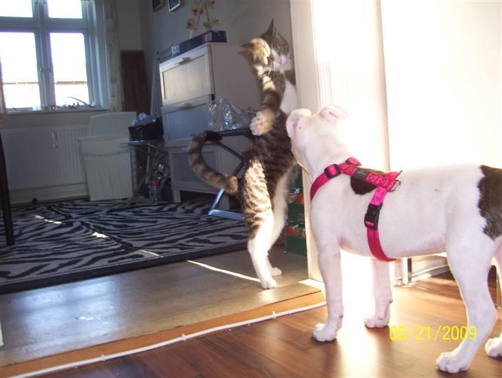 Amerikansk staffordshire terrier Micha billede 15