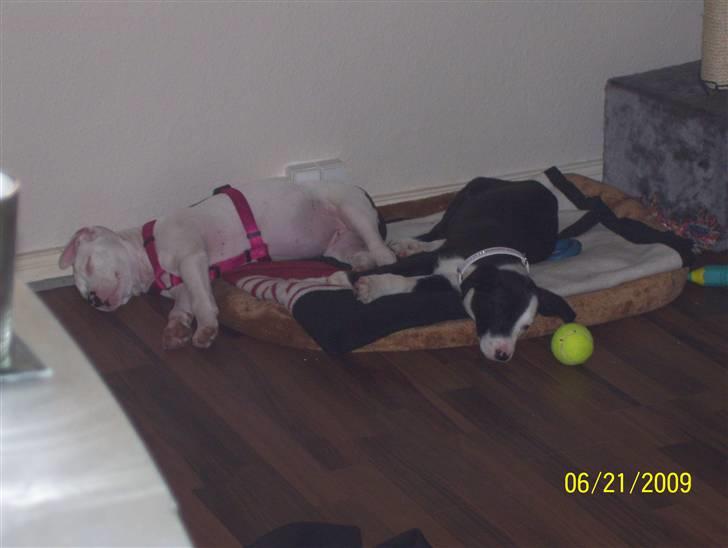 Amerikansk staffordshire terrier Micha billede 16