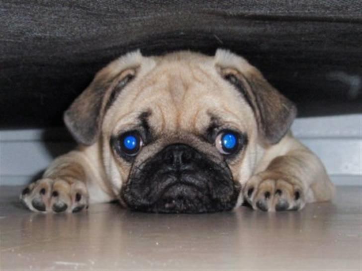 Mops Milo - Jeg er ved at være for stor til at lege under sofaen, og det er bare såå irriterende, for jeg elsker at kravle rundt derinde! billede 10