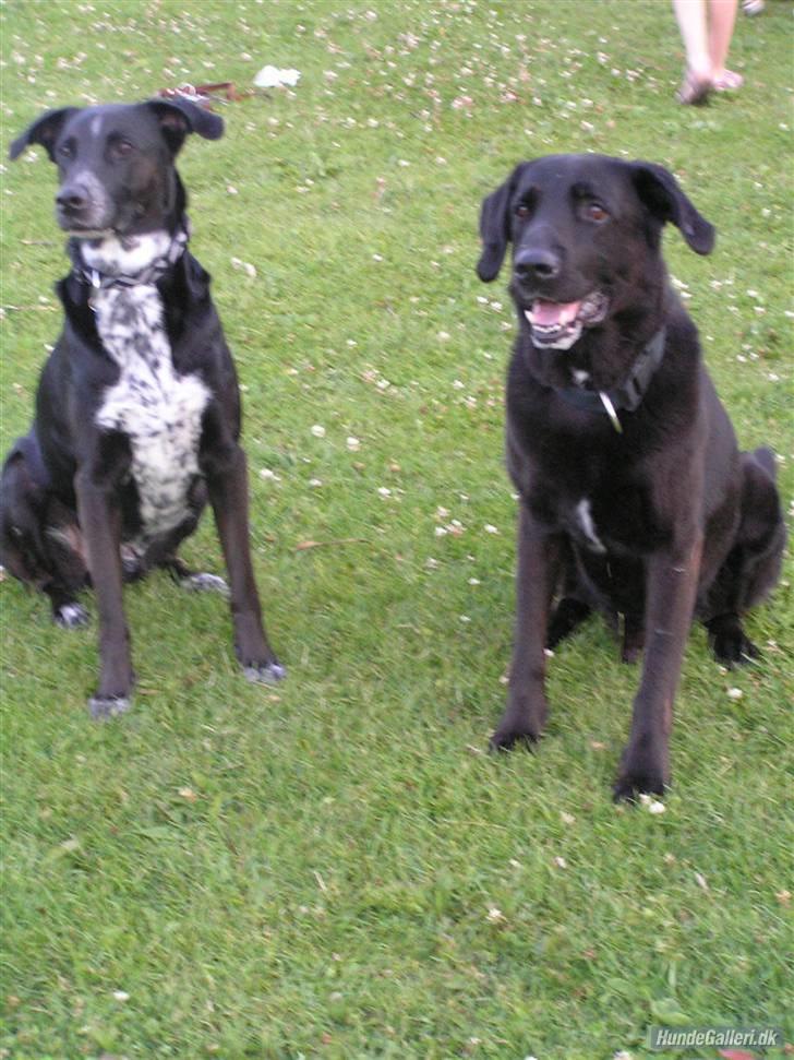 Labrador retriever Baloo (himmelhund) - Elmer & Baloo billede 11