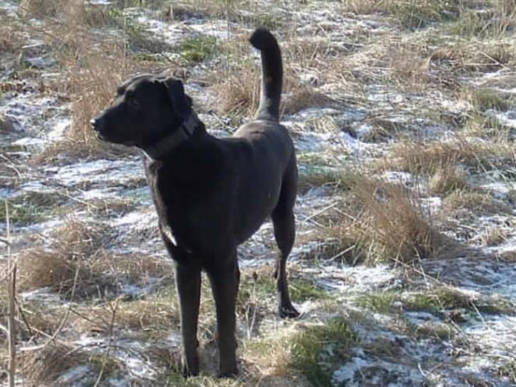 Labrador retriever Baloo (himmelhund) billede 12