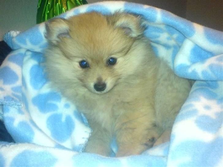 Pomeranian Monster billede 1