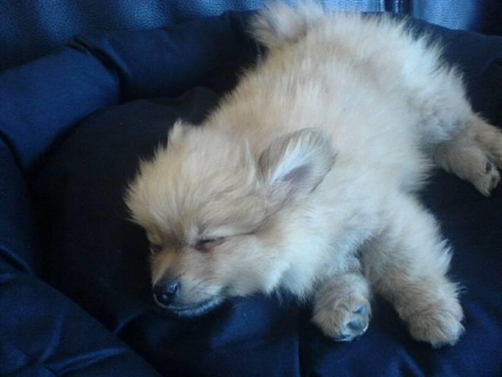 Pomeranian Monster billede 2