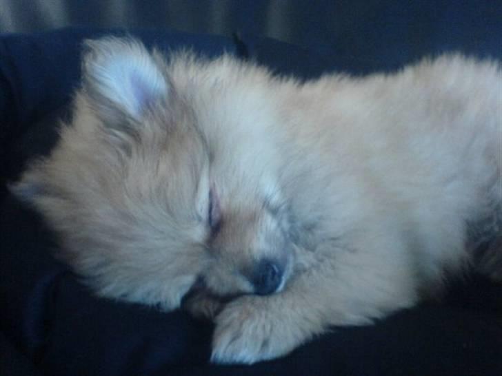 Pomeranian Monster billede 3