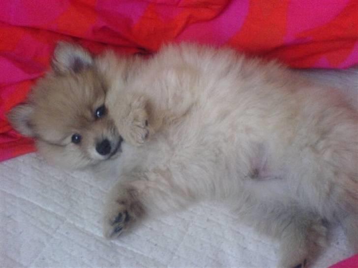Pomeranian Monster billede 4