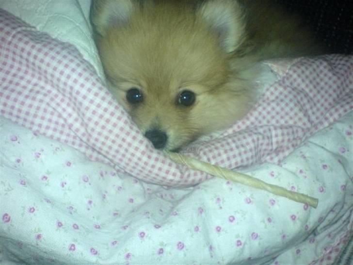 Pomeranian Monster billede 5