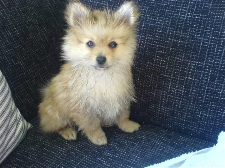 Pomeranian Monster billede 6