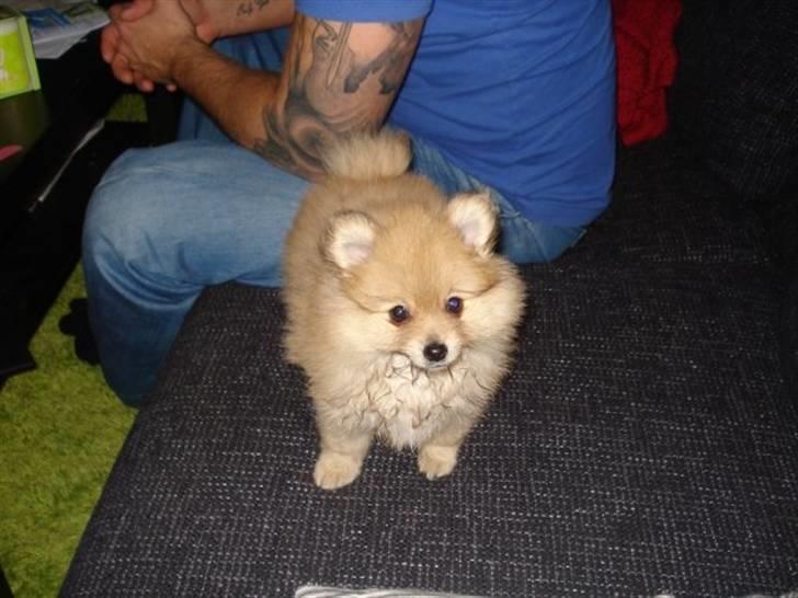 Pomeranian Monster billede 7