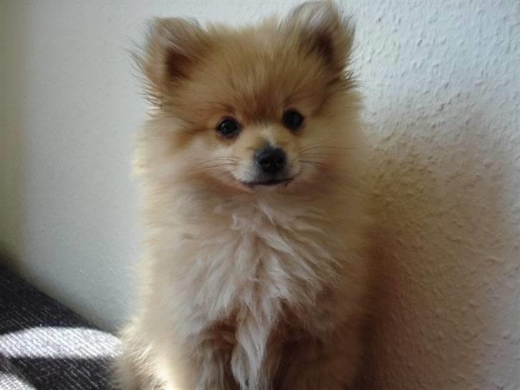 Pomeranian Monster billede 8