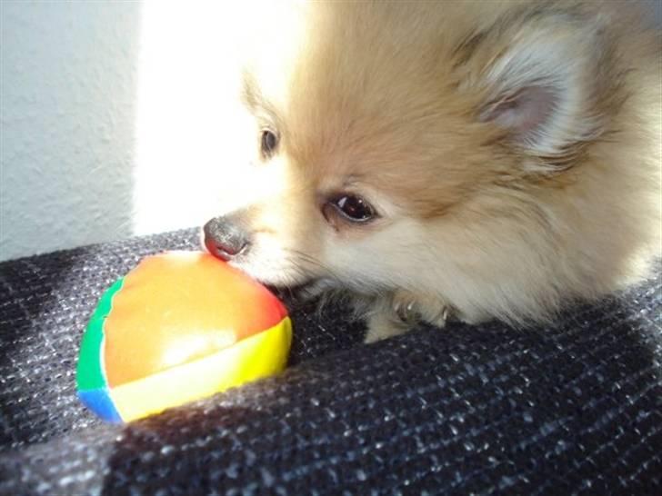 Pomeranian Monster billede 9