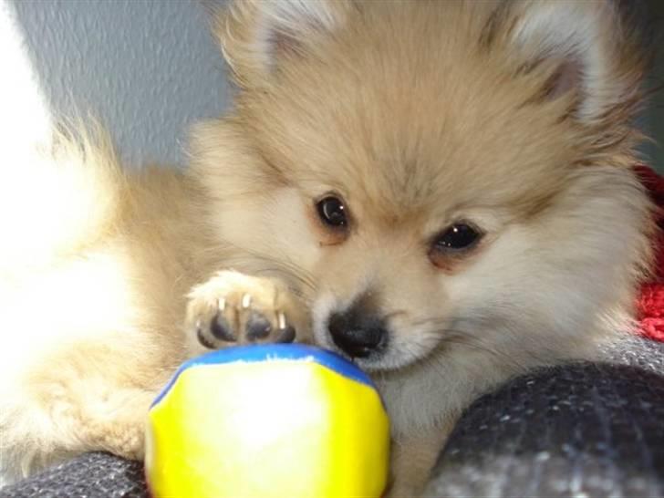 Pomeranian Monster billede 10