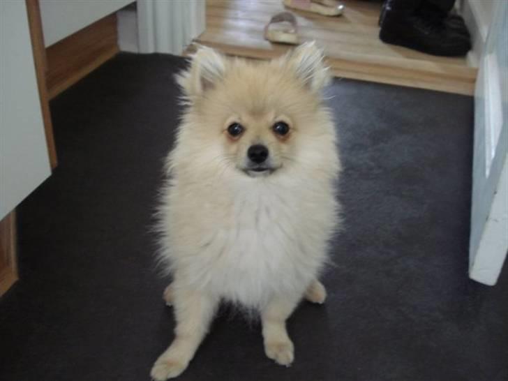 Pomeranian Monster billede 11