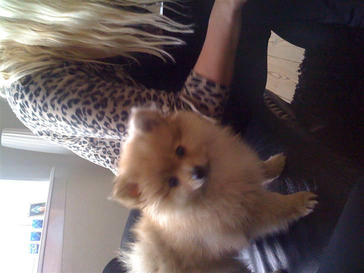 Pomeranian Monster billede 12