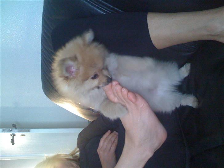 Pomeranian Monster billede 13