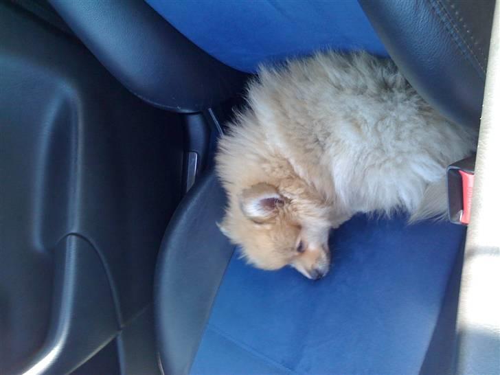 Pomeranian Monster billede 14