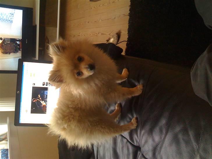 Pomeranian Monster billede 15