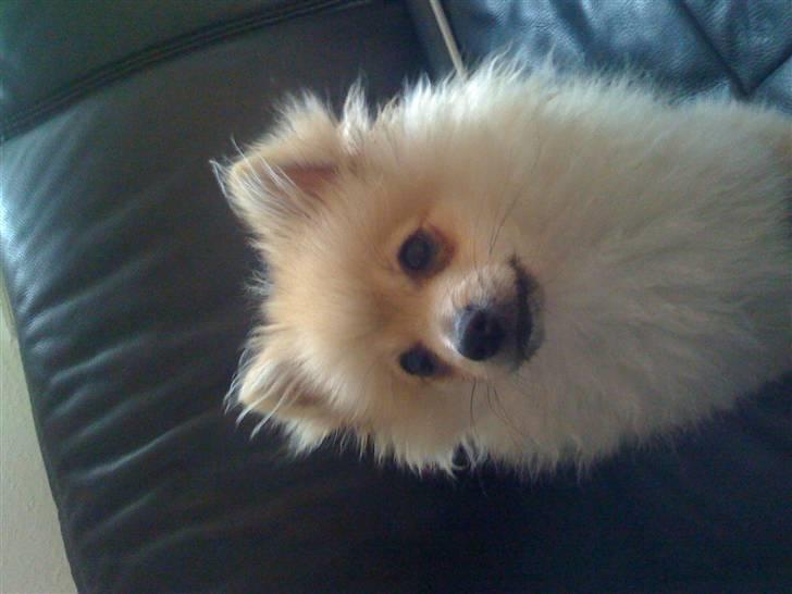Pomeranian Monster billede 16