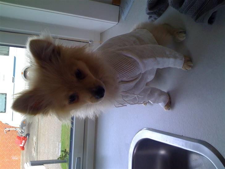 Pomeranian Monster billede 17