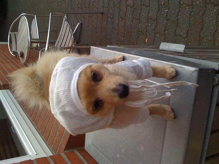 Pomeranian Monster billede 18