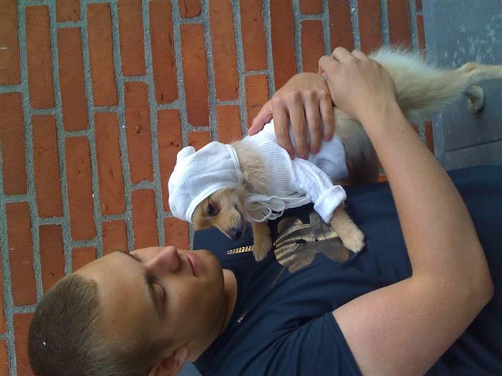 Pomeranian Monster billede 19