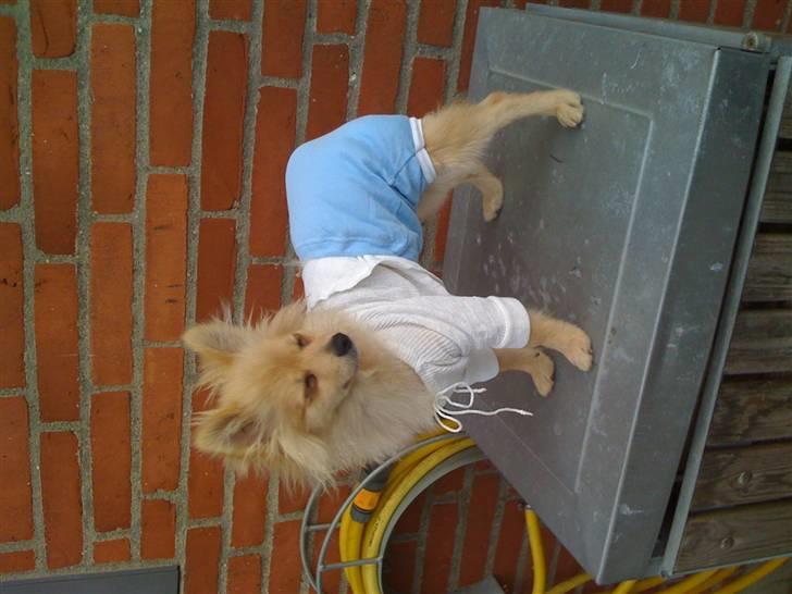 Pomeranian Monster billede 20