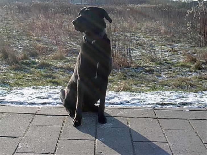 Labrador retriever Baloo (himmelhund) billede 13