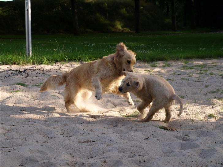 Golden retriever Lapija's Woddy d. 2 billede 4