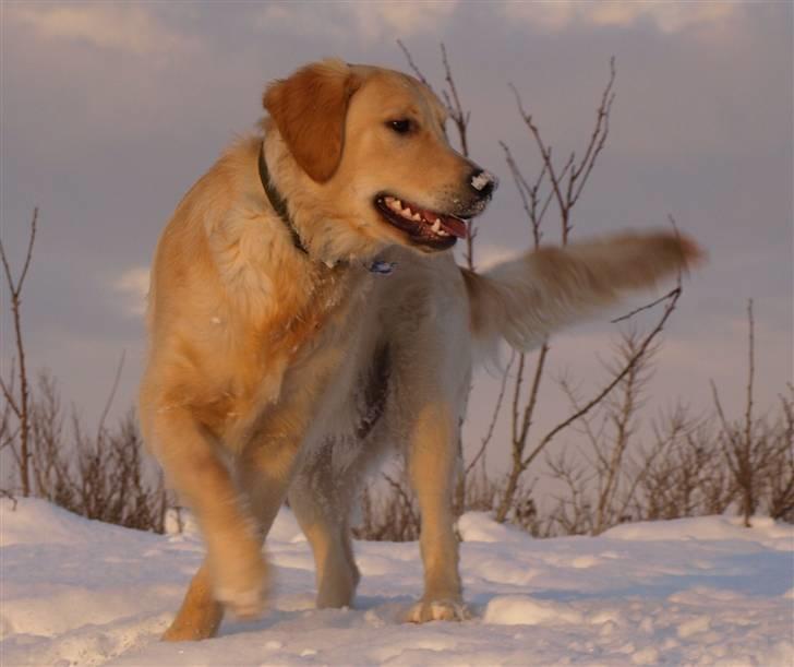 Golden retriever Lapija's Woddy d. 2 billede 5