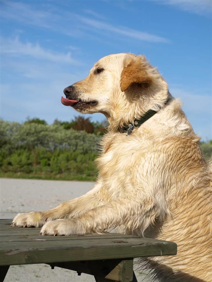 Golden retriever Lapija's Woddy d. 2 - gif me fuud! billede 8