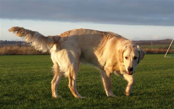 Golden retriever Lapija's Woddy d. 2 billede 9