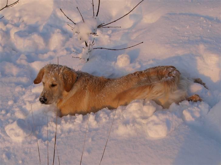 Golden retriever Lapija's Woddy d. 2 - hov... der var vidst dybt her? billede 10