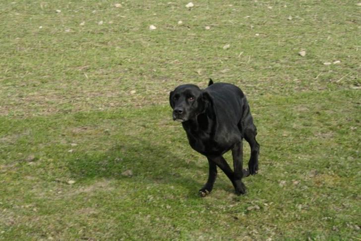 Labrador retriever Simba - En pind... JEG henter den...  billede 2