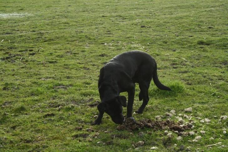 Labrador retriever Simba - Hov.. Jeg tror liige jeg er nødt til at snuse til det her..  billede 3