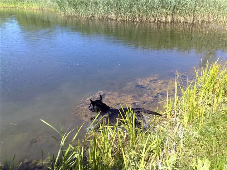 Labrador retriever Simba - Dejligt med en svømmetur..  billede 4