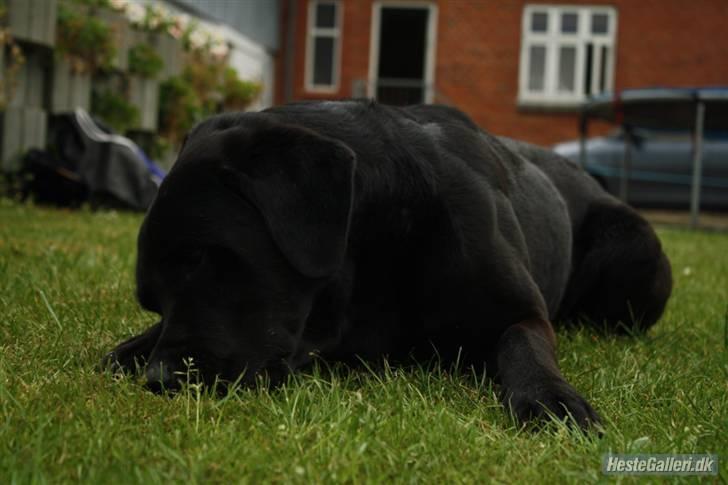 Labrador retriever Simba billede 7