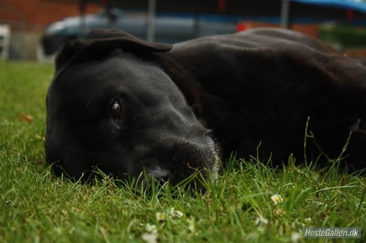 Labrador retriever Simba - Efter 8 km løbetur... Op igen kammerat.. Vi skal også hjem..  billede 9