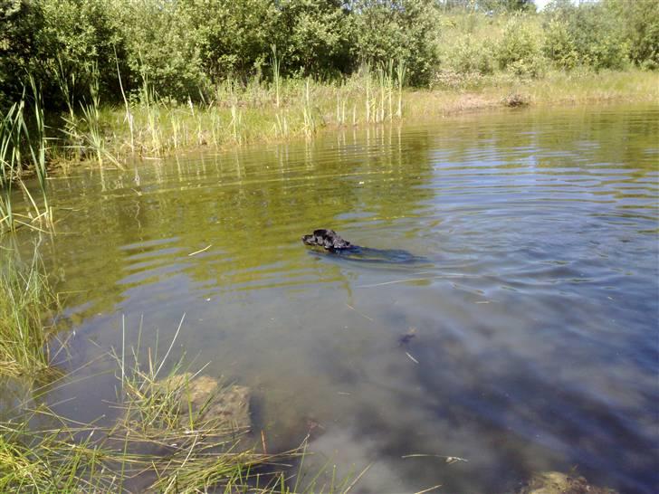 Labrador retriever Simba - Svømme svømme... Hvorfor tage i svømmehal når søen er billigere og sjovere... billede 13