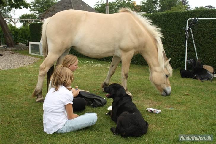 Labrador retriever Simba - Skal vi videre "mor".. billede 15