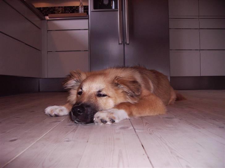 Islandsk fårehund James - (20 Uger) - Gået kold i køkkenet. billede 17